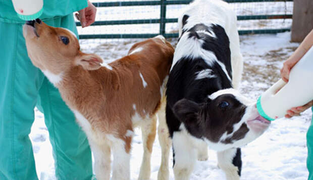 tiny-rescued-auction-calf-blitzen-8