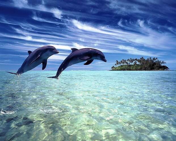 dolphins20 Самые удивительные факты о дельфинах