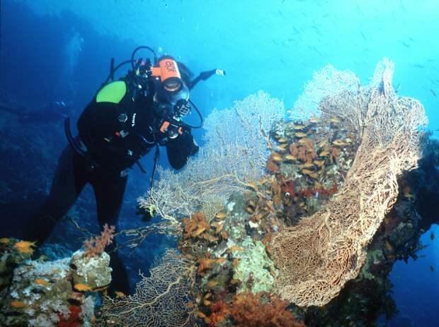 Daily Mirror: ученые нашли невероятный способ омоложения на 10 лет под водой