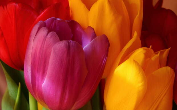разноцветные тюльпаны, букет