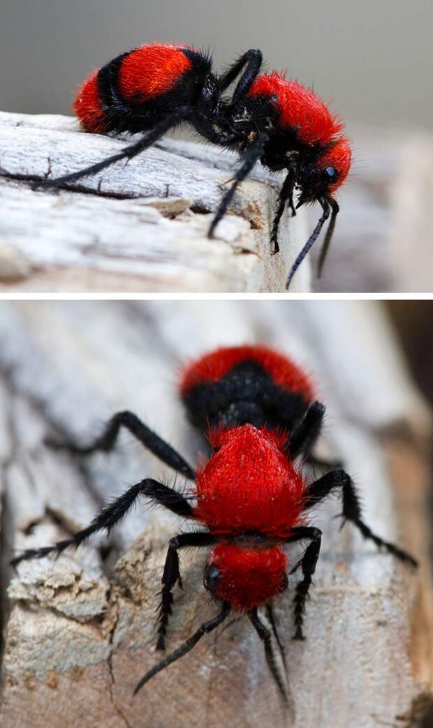 Оса-немка или бархатный муравей