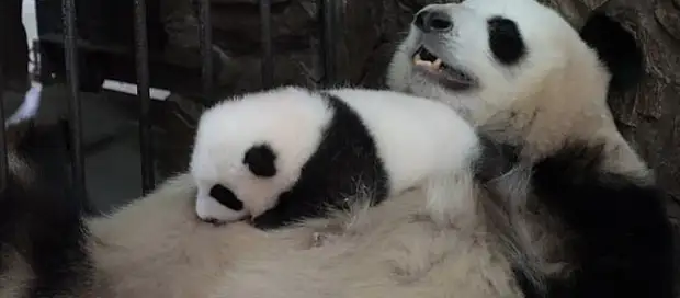 А Вы когда-нибудь видели как панда убаюкивает детёныша?
