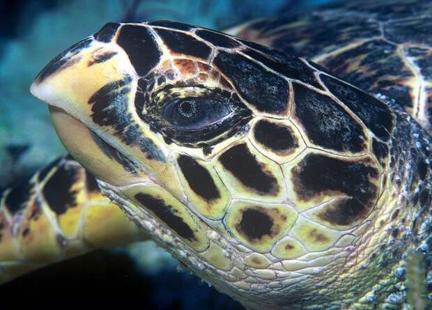 Морская черепаха бисса, или бисс, или настоящая каретта  (лат. Eretmochelys imbricata) 