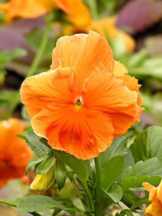 045ae1f0dc8c (450x600, 52 Kb)