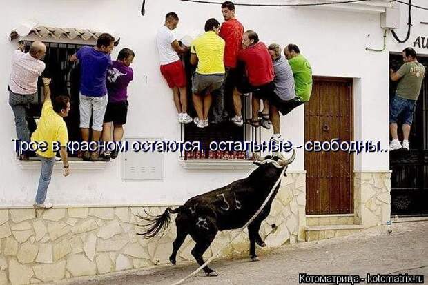 Лучшие котоматрицы недели