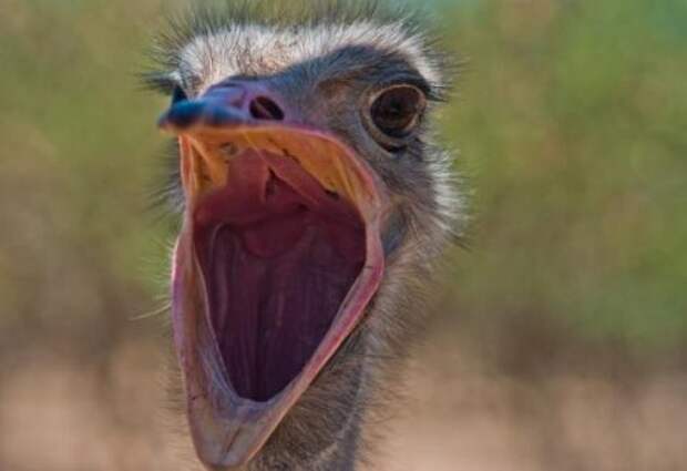 Очаровательные фотографии зевающих животных