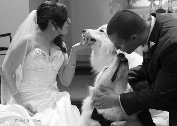 Great Pyrenees - Wedding