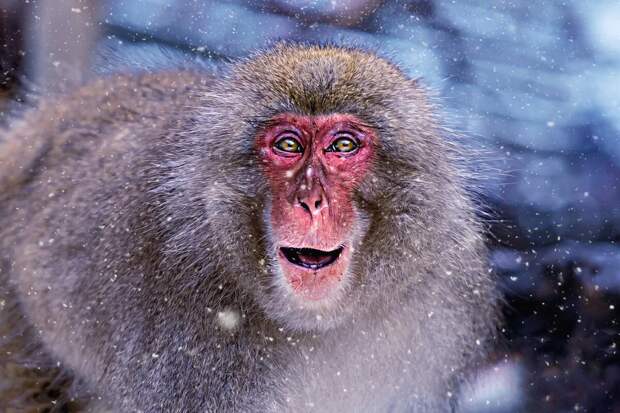 Как живут японские макаки: несколько особенностей из жизни «снежных»  обезьян | Пикабу