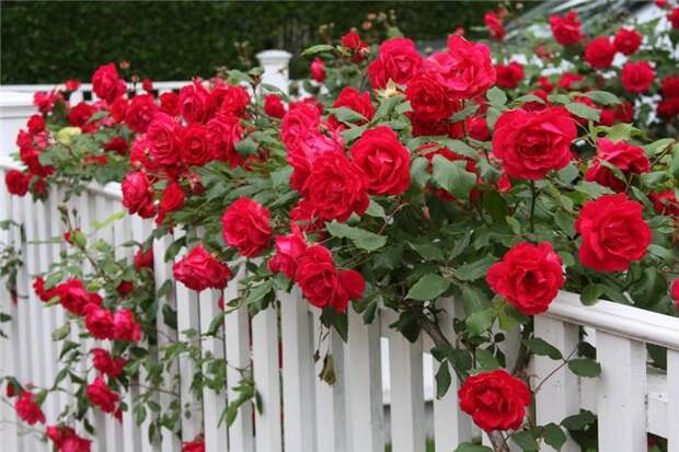 Как выращивать садовую розу - Дом&Сад
