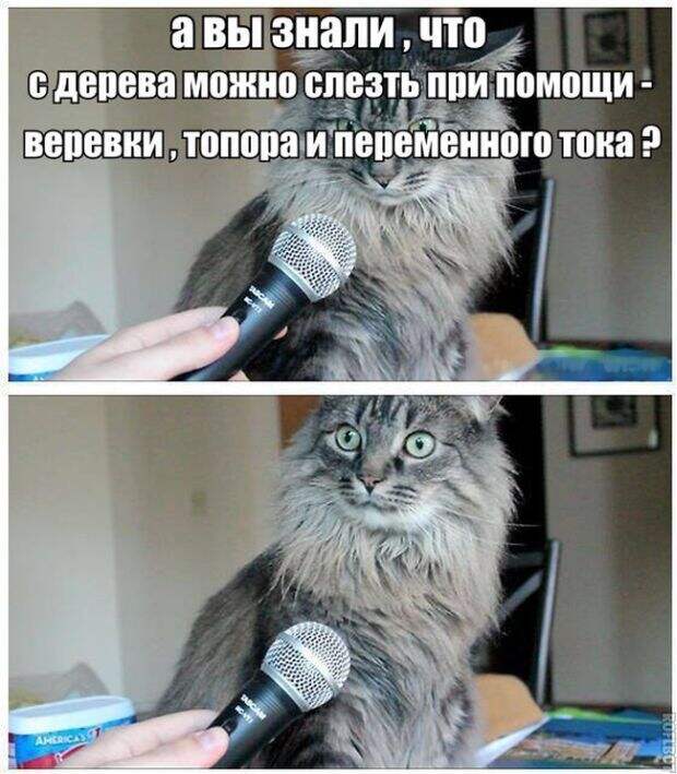 Картинки со смешными подписями картинки, юмор, прикол