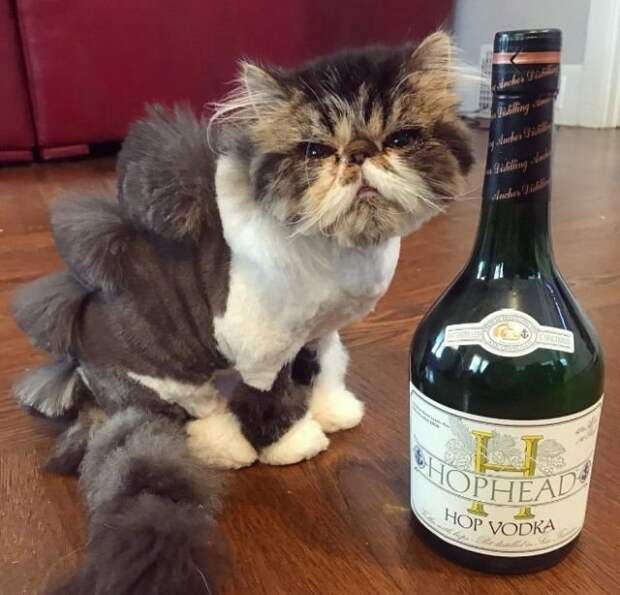 Когда хотел динозавра, но завел кота (19 фото)