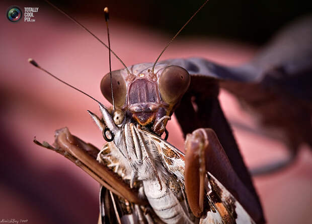 aimishboy 011 Удивительная макрофотография: неожиданно гламурные насекомые и многое другое