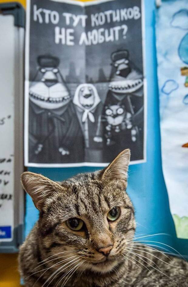 кошка, приют, Минск, волонтеры