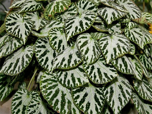 begonia-Imperealis