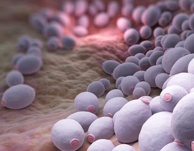 Основные признаки кандиды в организме