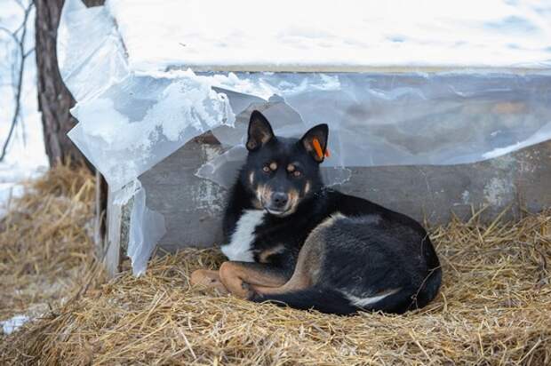 Администрация Тульской области получила штраф за нападение собаки