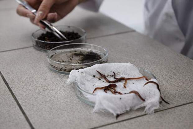 Ученые из Омска создают омолаживающую косметику на основе экстракта дождевых червей