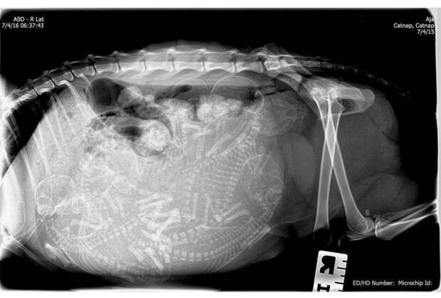 Еще одна беременная котейка беременность, животные, рентген