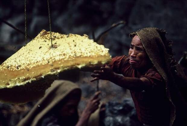honeyhunters06