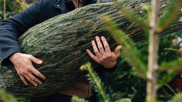 Терапевт Бурнацкая: живая ель может выделять эфирные масла и пыльцу