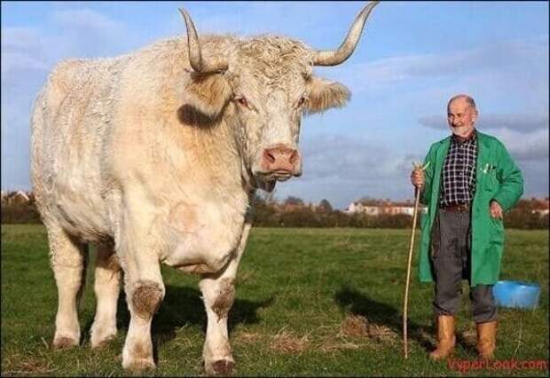 Английский бык по кличке "Полевой маршал" весит более 1600 килограммов