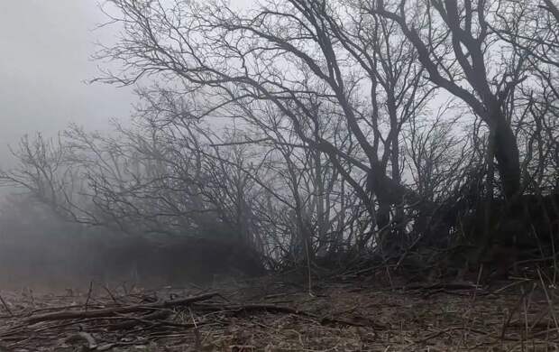 ВС РФ освободили Цветковое в Запорожской области и Голубовку в ДНР