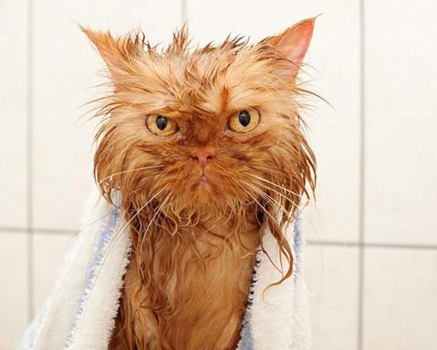 Коты и водные процедуры кот, вода, юмор