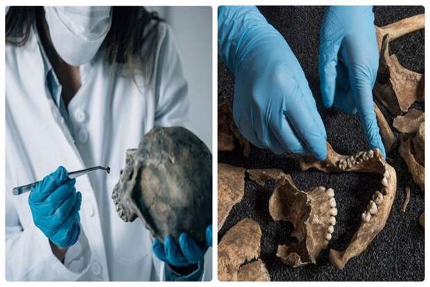 Для судебно-медицинских археологов это исключительная новость. Изучающие предысторию (и историю) могут изучать уцелевшие зубы. Узнавать о пище предков и получать данные из состояния их все еще неповрежденных коренных зубов, приобретенных при жизни. По той же причине  зубы используются для опознания тела.