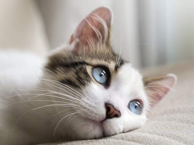 Кошка