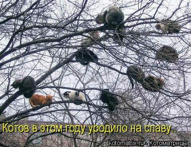 Лучшая котоматрица недели (16 фото) Лучшая котоматрица недели (16 фото)