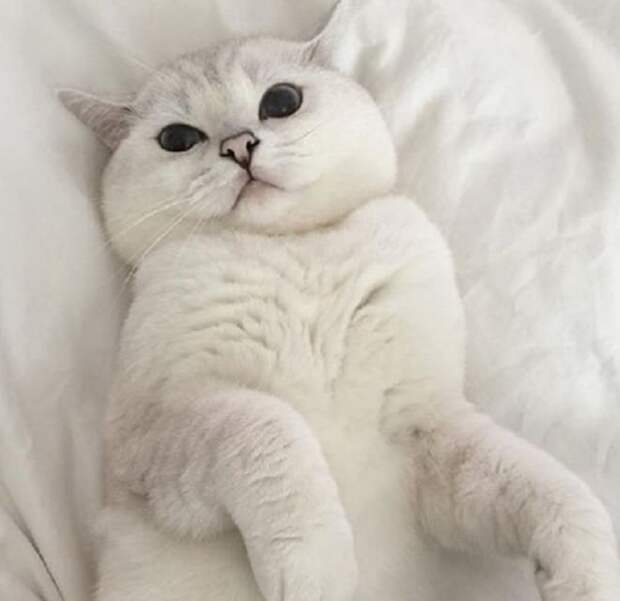 Кот на спине