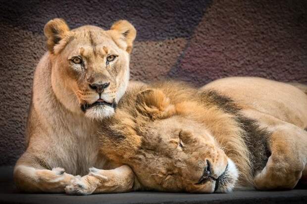Пожилой паре львов, люди помогли уйти вместе в страну «вечной охоты»