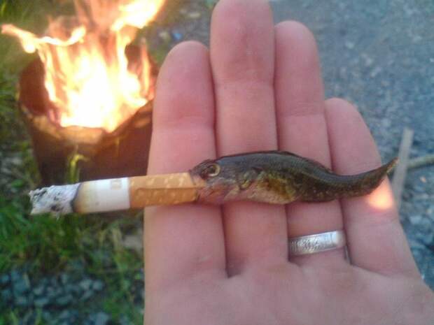 Приколы
