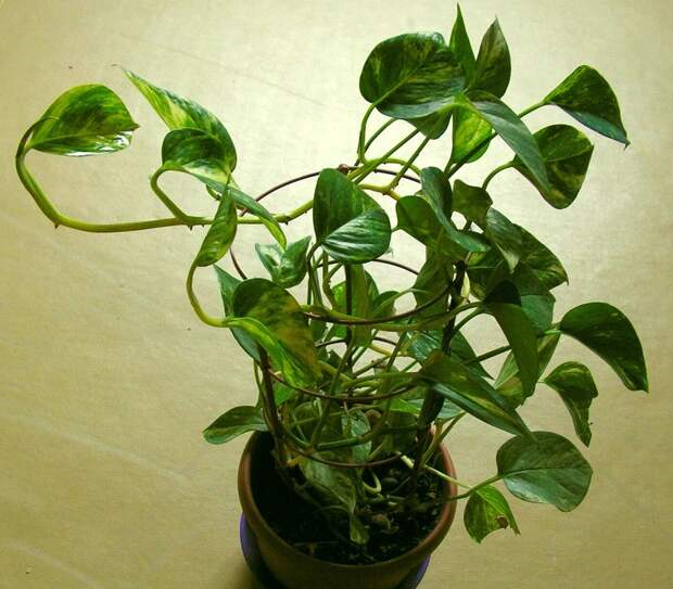 Комнатные растения, очищающие воздух plants02 Комнатные растения, очищающие воздух