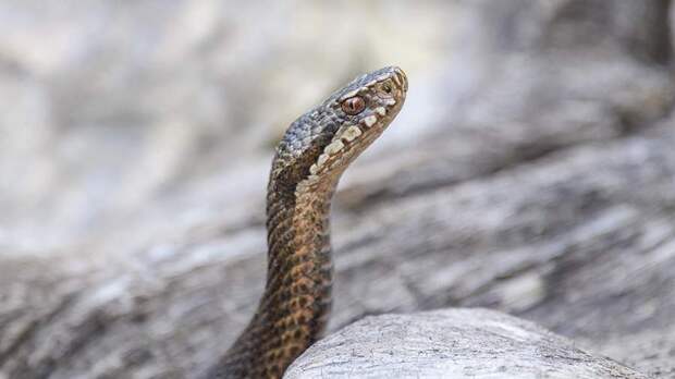 Эксперт назвал действия на случай укуса ядовитой змеи