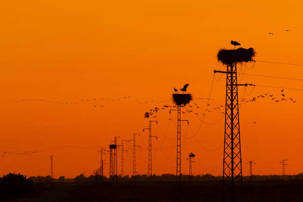 Победители фотоконкурса Bird Photographer of the Year 2020