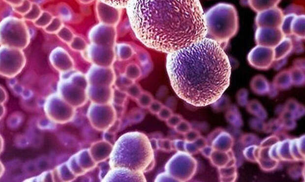 10 вопросов о пневмококке и пневмококковой инфекции