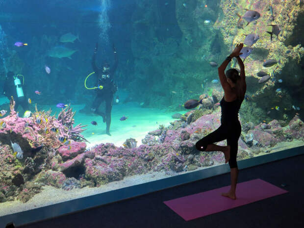 Каждый сходит с ума по-своему: но все в восторге Вообще-то для всяческих восточных практик типа йоги, медитаций или цигуна требуется тихое уединенное местечко. Например, кишащий акулами и другой живностью аквариум! Это действительно так: в Сиднее, Австралия, преподаватель по йоге, чье имя нам, увы, неизвестно, показывает основные движения, будучи в водолазном костюме и окруженным водой. Интересное в мире, истории, новости