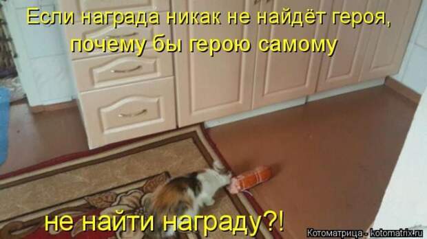 Лучшие котоматрицы недели