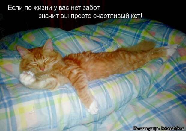 Лучшие котоматрицы недели (50 фото)