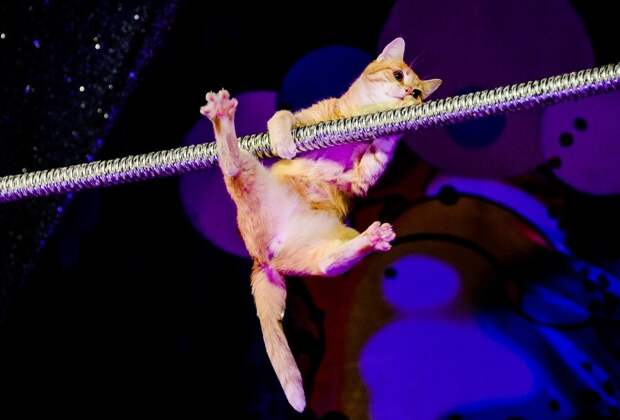 Можно ли дрессировать кошек как собак: какие трюки реально освоить