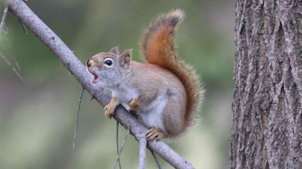 Что делать, если встретили бешеное животное