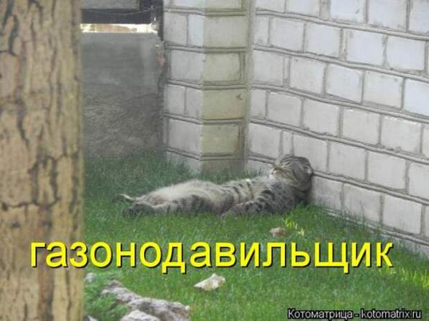 Котоматрицы(картинки с надписями)