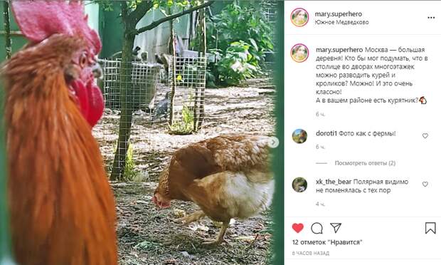 Фото дня: во дворе дома на Полярной соорудили курятник