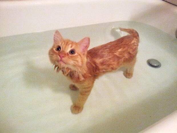 коты обожающие воду