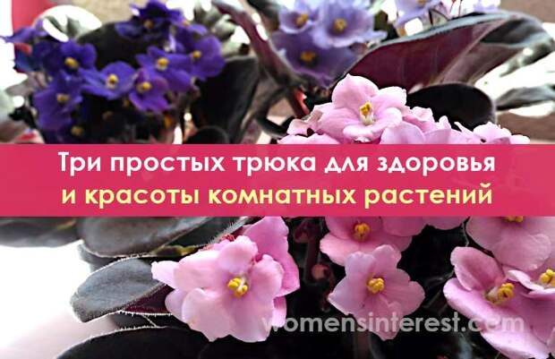 Три простых трюка для здоровья и красоты комнатных растений. Они оживут и зацветут!