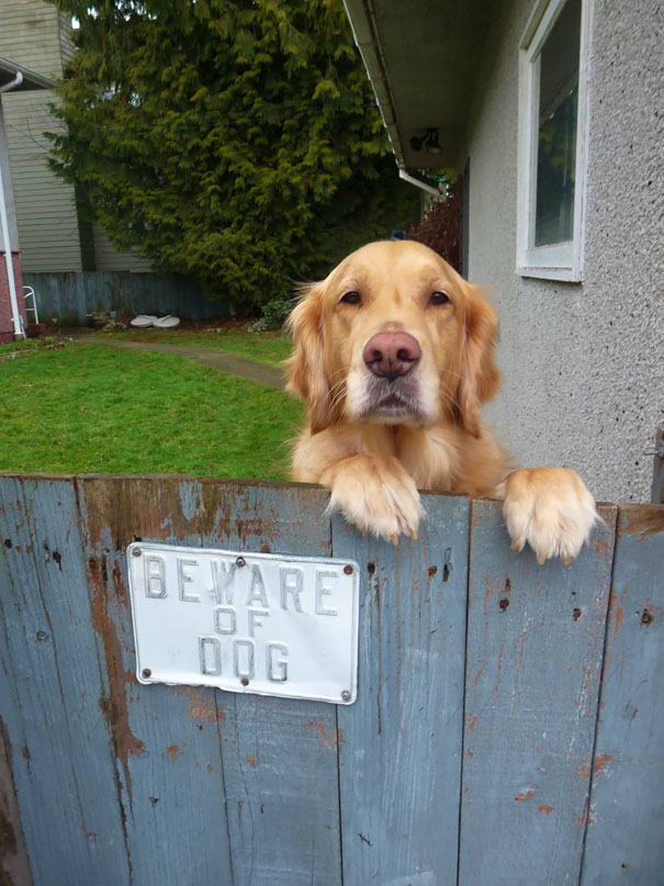 beware-of-the-dog-12-57ee561326215__605