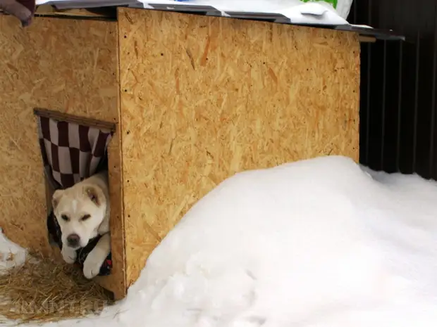 Утепленные будки для собак