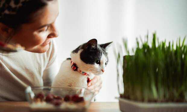 Зоопсихолог Миронова рассказала, как кошки выбирают любимого хозяина в семье