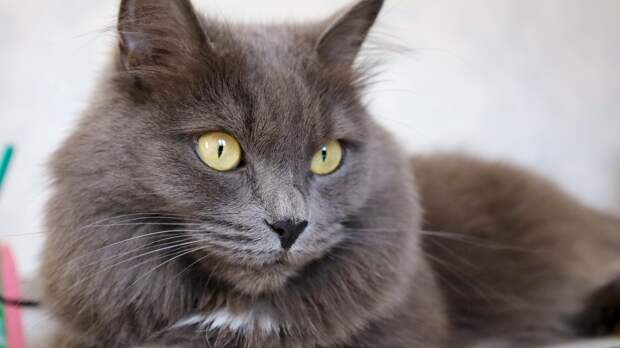 Кошатникам объяснили, почему питомцы ночью спят мордочкой к хозяину